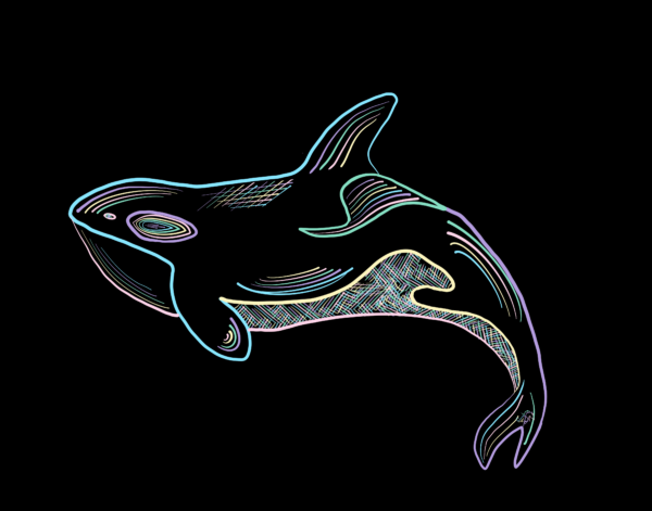 Orca Whale • NSCS